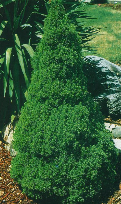dwarf alberta spruce compact slow growing evergreen full sun     maturity