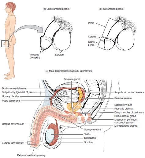 Male Reproductive System Overview Online Medical Library