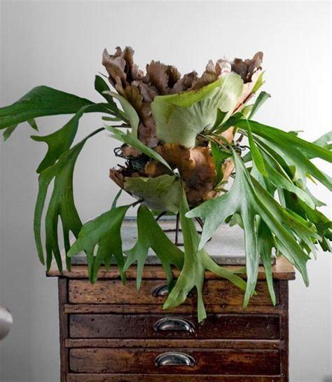 great house plants  decorating small apartments  homes