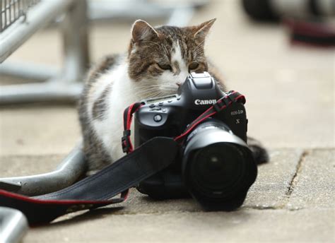 larry  cat   retire  downing street  reports branded  fake mews london
