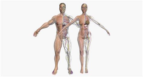 full female and male body anatomy 3dsmax 3d model body anatomy 3d