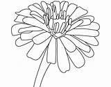 Zinnia Coloring Flower Pages Getcolorings Unbelievable sketch template