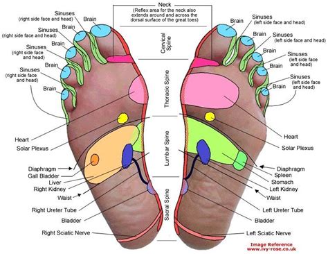 Reflexology Foot Chart Reflexology Points Acupuncture Points