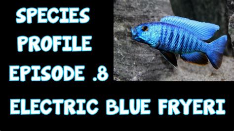 African Cichlids │species Profile│ Electric Blue Fryeri