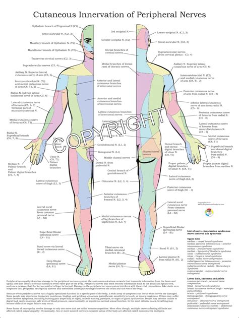 cutaneous innervation  peripheral nerves chiropractic poster