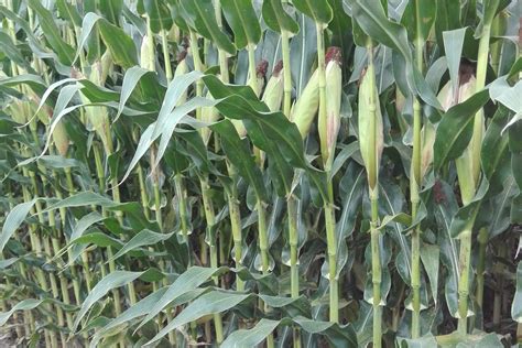 maize plants respond  agronomic management practices wur
