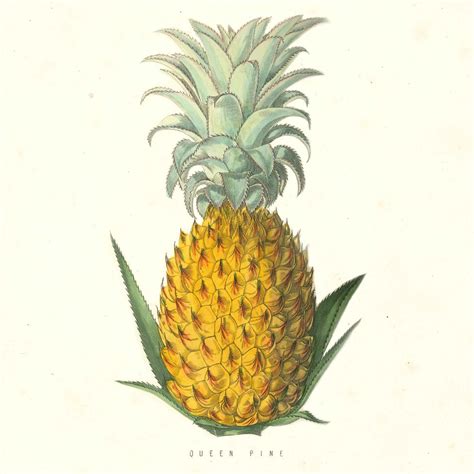 rise fall  rise   status pineapple bbc news