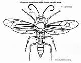 Wasp Ichneumon Ichneumonid Bumblebee Drawing Wasps Parasitic Yellow Labels Adult sketch template