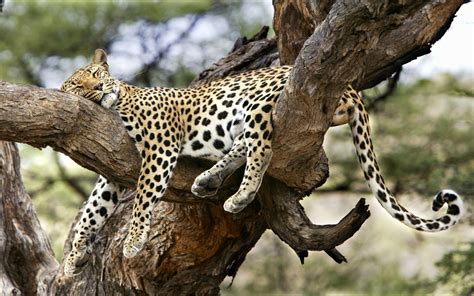 big cat   tree wallpapers  images wallpapers pictures