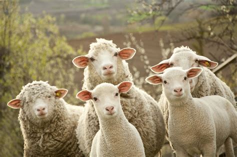 pastor de ovejas por   vavava agencia de viajes  actividades especializada en turismo