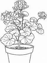 Geranium Coloring Pages Template sketch template
