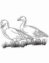 Geese Two Coloring sketch template