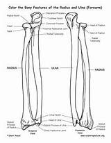 Ulna Radius Coloring Bony Anatomy Forearm Bones Human Humerus Exploringnature Skeletal sketch template