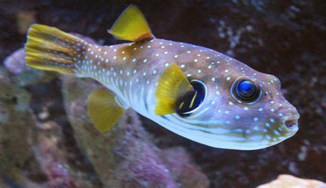 types  freshwater puffer fish  aquarist guide