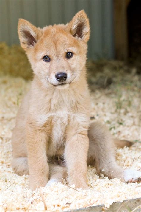 dingo    face dingo dog unusual animals wild dogs