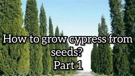 grow cypress  seeds youtube
