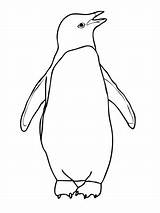 Penguin Coloring Pages Penguins Printable Drawing Adelie Outline African Colouring Chinstrap Clipart Emperor Easy Color Print Draw Books King Simple sketch template