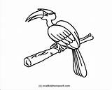Hornbill Coloring Outline Drawing Pages Flamingo Clipart Bird Birds Dove Clipartpanda Getdrawings Drawings 37kb 1044 sketch template