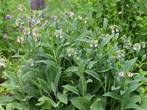 comfrey herb plant learn   comfrey   gardens