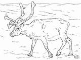 Coloring Deer Realistic Pages Adults Drawing Print sketch template