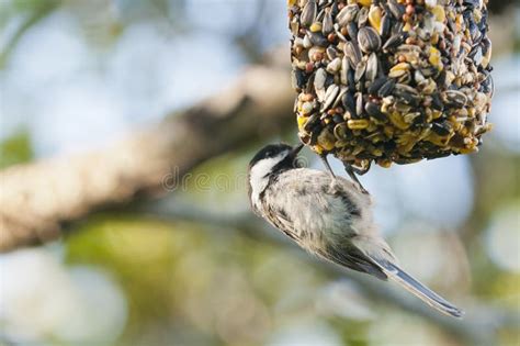 chickadee  bird feeder stock image image  feeds