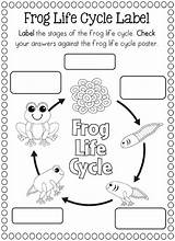 Frog Cycles Butterfly Preschoolactivities Frogs Teacherspayteachers sketch template