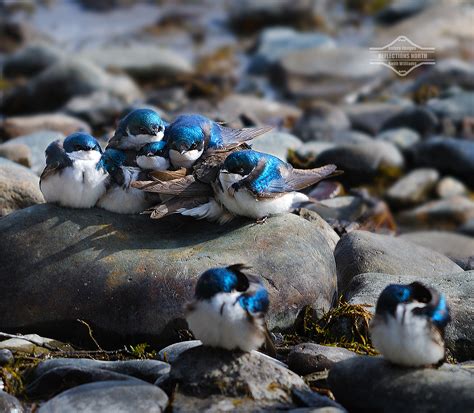 A Pile Of Tree Swallows The Morning After A Freak Spring… Flickr