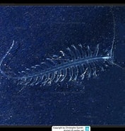 Afbeeldingsresultaten voor "macrochaeta Helgolandica". Grootte: 177 x 185. Bron: www.meerwasser-lexikon.de