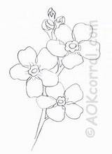 Forget Flower Coloring Pages Online Nots sketch template