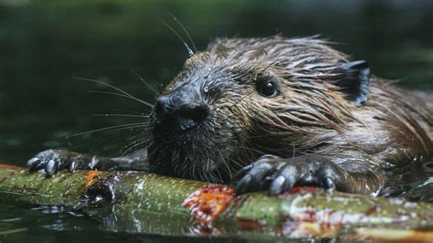 Beavers How To Tell Their Sex And 10 Other Amazing Facts