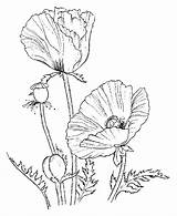 Poppies Flowers Printable Coloring Pages sketch template