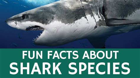 amazing facts  sharks proquestyamahawebfccom