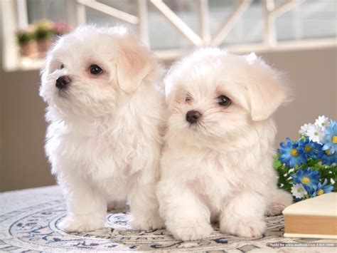 good dogs breed   month bichon frise