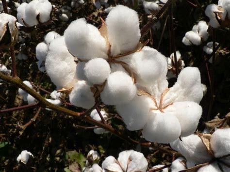 cotton seeds grow   educational plant easy  grow