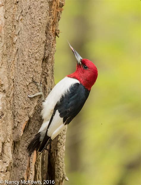 photographing red headed woodpeckers  controlling  vivid colors