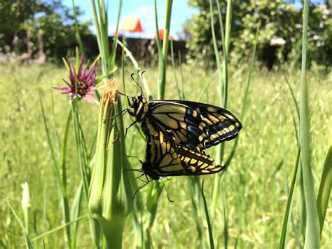 A Butterfly’s Point Of View Contest Or Sex Recognition Research