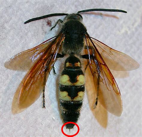 male bees  wasps sting   entomologist