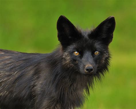 silver fox photograph  tony beck