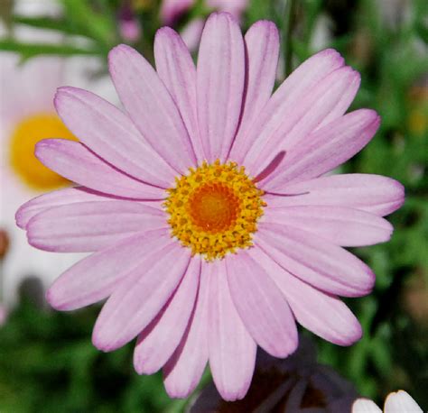 fotos de flores margarita rosa