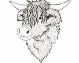 Highland Cow Pages Coloring Template Sketch sketch template