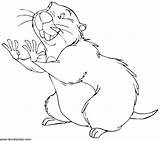 Gopher Drawing Getdrawings Coloring Pages sketch template