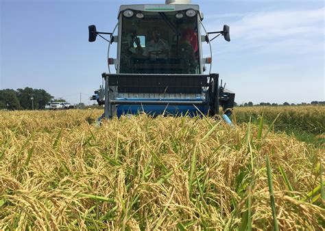 rice harvest underway yields acreage  question mississippi state
