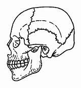 Craneo Cranio Anatomia Humano Atividades Kiezen sketch template