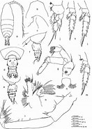 Afbeeldingsresultaten voor Pseudochirella pustulifera Familie. Grootte: 132 x 185. Bron: www.semanticscholar.org