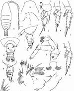 Afbeeldingsresultaten voor "pseudochirella Pustulifera". Grootte: 149 x 185. Bron: www.semanticscholar.org