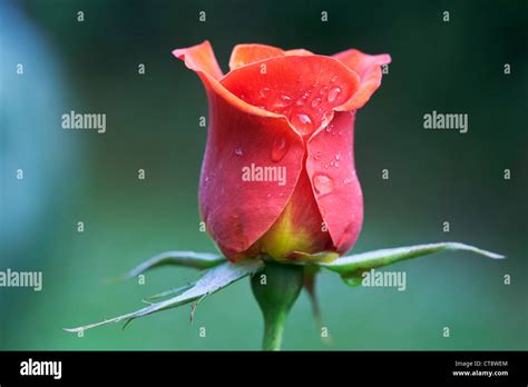 rosa remember  rose stock photo alamy