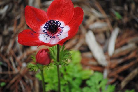 red anemone red anemone anemone plants