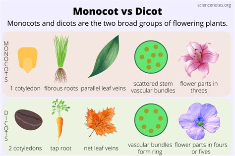 difference  monocot  dicot athenaatalexander