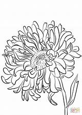 Coloring Aster Pages Plant Star Drawing sketch template
