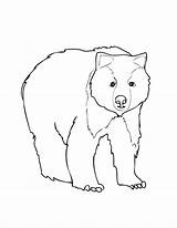 Bear Grizzly Coloring Pages Angry Getdrawings Getcolorings Colorings sketch template